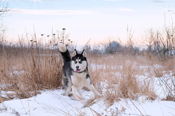 Sibirya husky çalışan — Stok fotoğraf