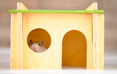 Tahta evi olan hamster.