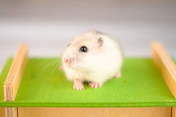 Hamster med trähus — Stockfoto