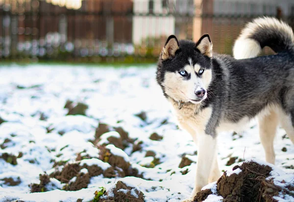 Husky çukur kazıyor. — Stok fotoğraf