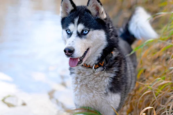 Husky no lago — Fotografia de Stock