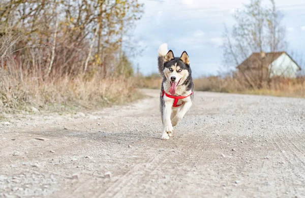 Husky siberiano corriendo —  Fotos de Stock