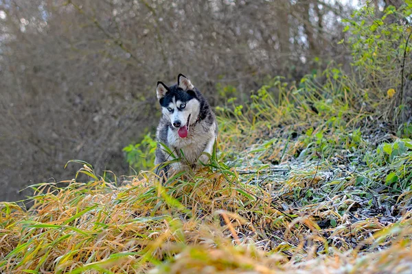 Porträtt av sibiriska Husky — Stockfoto