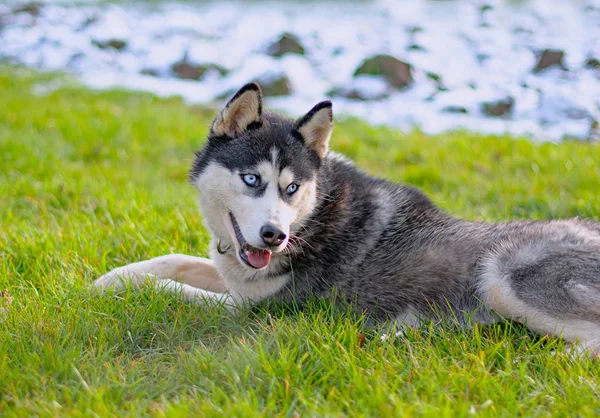 Syberyjski pies Husky — Zdjęcie stockowe