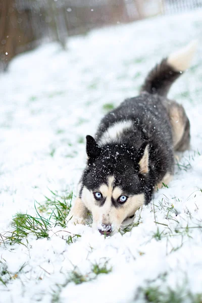 Porträt von Husky-Hunden — Stockfoto