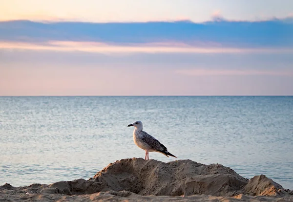 Gaivota — Fotografia de Stock