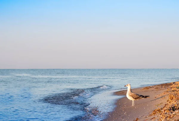 Gaviota — Foto de stock gratuita