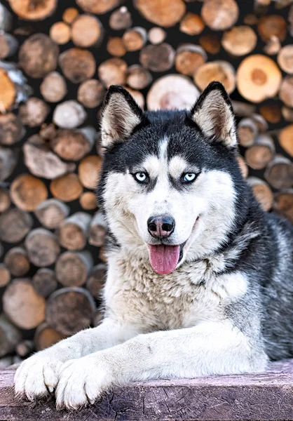 Retrato de Husky siberiano —  Fotos de Stock