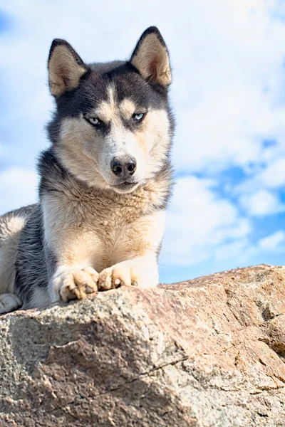 Huskies ile seyahat — Stok fotoğraf
