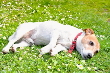 beautiful jack russel