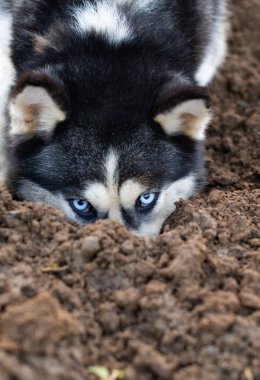 dog digs hole