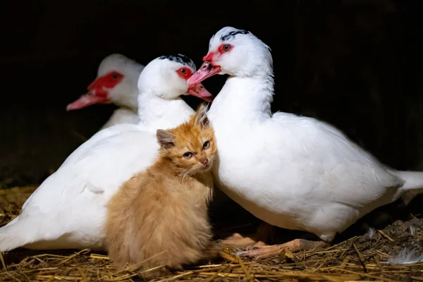 Madre adoptiva de pato — Foto de Stock