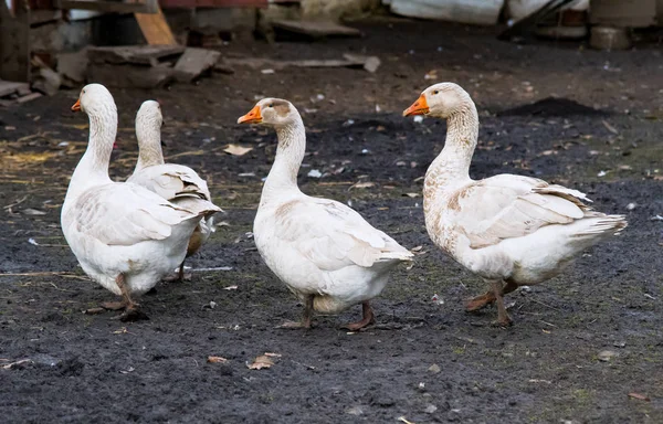 Goose in yard — Stockfoto