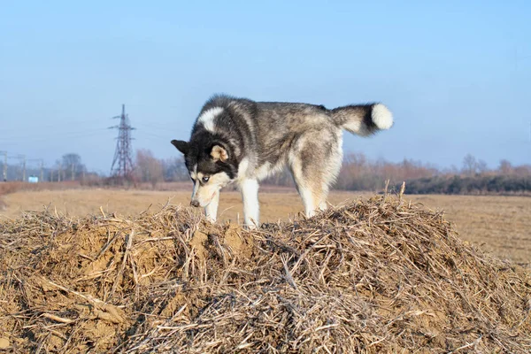 Husky siberiano está andando — Fotografia de Stock