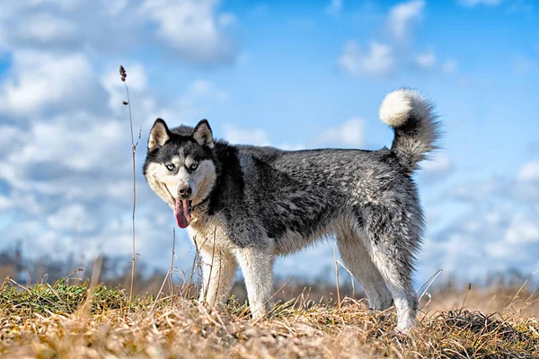 Husky siberiano sta camminando — Foto Stock