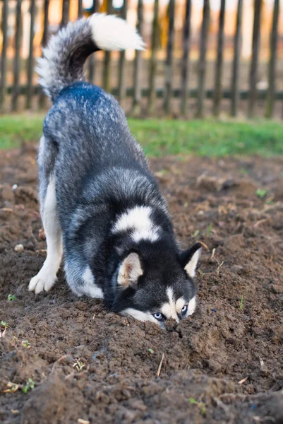 Perro cava agujero —  Fotos de Stock