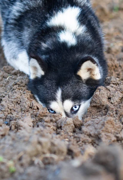 Dog digs hole — Stok fotoğraf