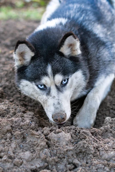 Dog digs hole in the land. Concept  walk with pet