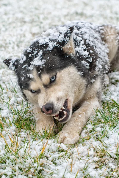 哈士奇犬在草地上吃骨头 靠近点 — 图库照片