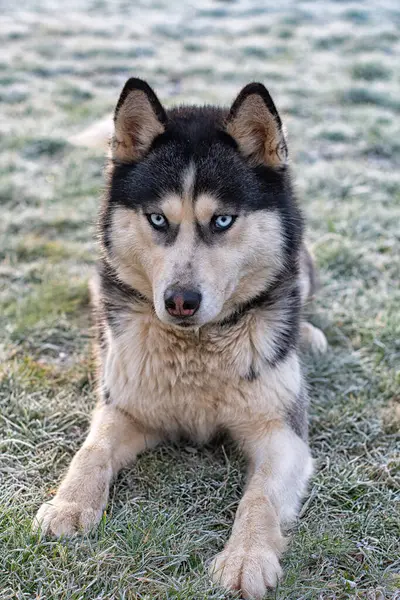 Szibériai Husky Portré Közelkép — Stock Fotó