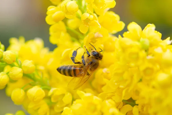 蜜蜂收集花蜜从一朵花 — 图库照片