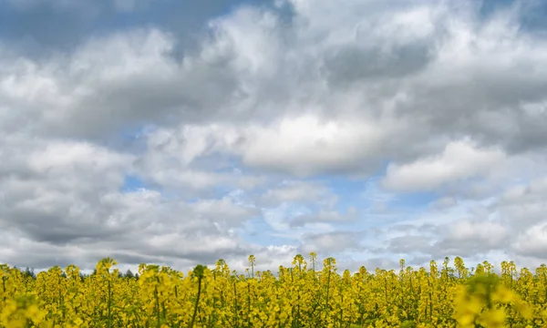 Goldenes Rapsfeld Mit Schönen Wolken Himmel — Stockfoto