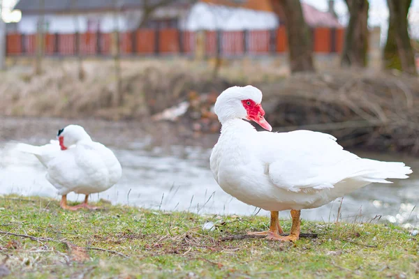 View White Muscovy Duck Standing Pond Local Home Farming — Stock Photo, Image