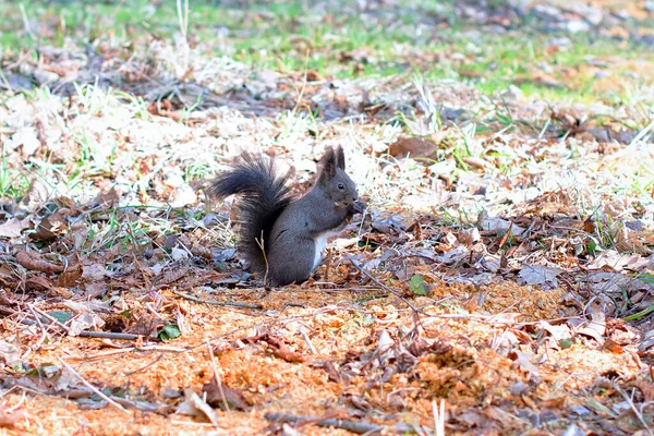 Eichhörnchen Boden Eichhörnchen Natur Ansicht Eichhörnchen Porträt Eichhörnchen Lustig — Stockfoto