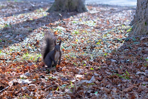 Eichhörnchen Boden Eichhörnchen Natur Ansicht Eichhörnchen Porträt Eichhörnchen Lustig — Stockfoto
