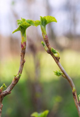 Frenk üzümü dalları, yakın plan. Ön planda frenk üzümü var. Arkaplan bulanık.