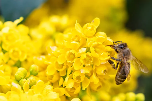 蜜蜂收集花蜜从一朵花 — 图库照片