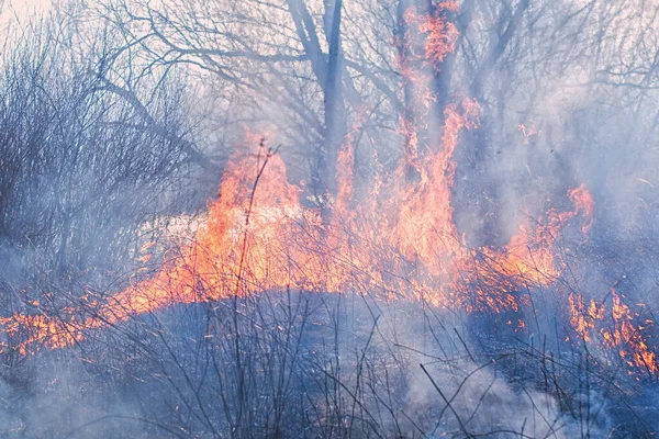 Forest Fire Burning Grass Small Trees — Stock Photo, Image