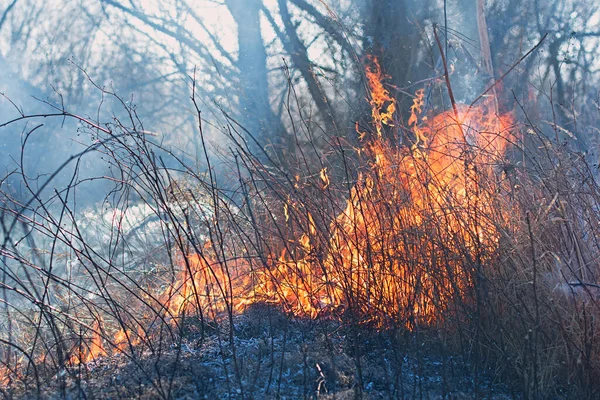 Fogo Florestal Relva Ardente Árvores Pequenas — Fotografia de Stock