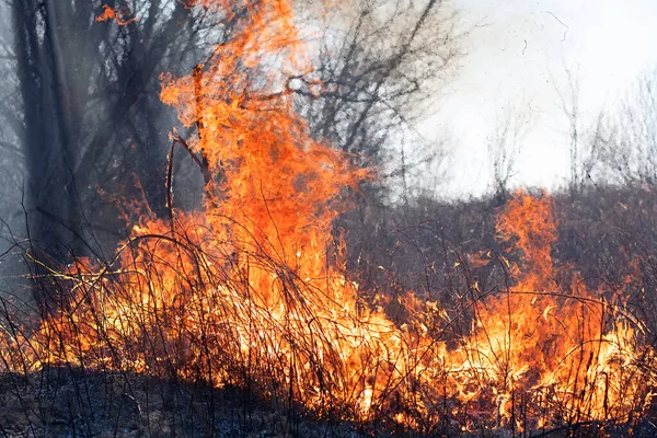 Fogo Florestal Relva Ardente Árvores Pequenas — Fotografia de Stock