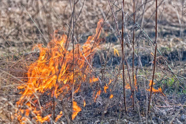 Forest Fire Burning Grass Small Trees — Stock Photo, Image