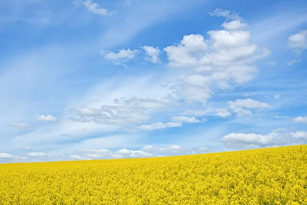 Campo Dorado Colza Floreciente Con Hermosas Nubes Cielo — Foto de Stock