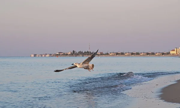 Aves Gaivotas Pôr Sol Sobre Mar — Fotografia de Stock