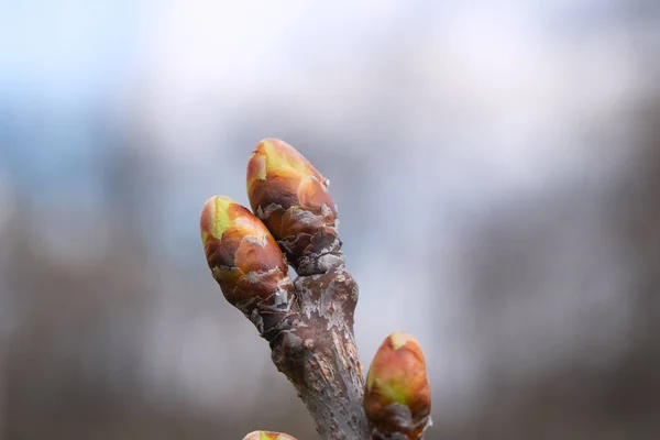 Rama Con Brotes Árbol Primer Plano —  Fotos de Stock