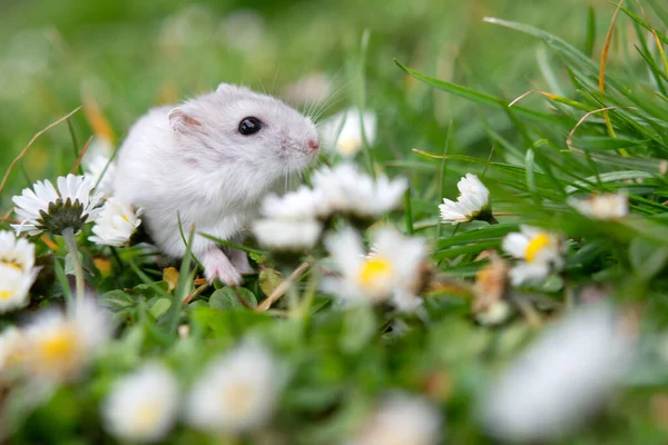 Bílý Křeček Pozadí Krásného Pramene — Stock fotografie