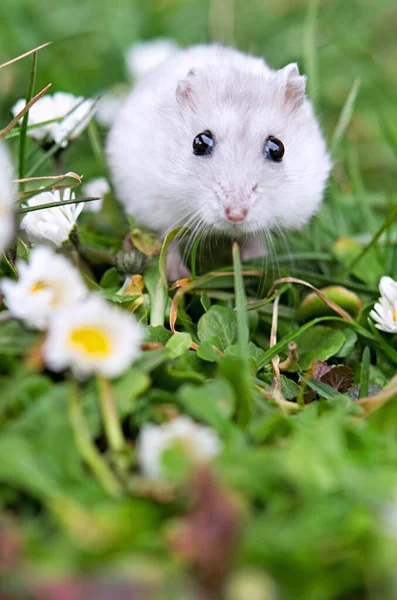 Weißer Hamster Vor Dem Hintergrund Eines Schönen Frühlings — Stockfoto