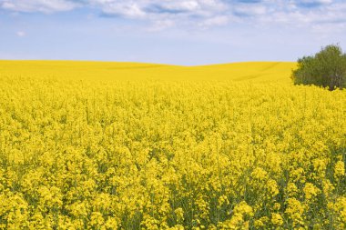 Gökyüzünde güzel bulutlar olan, çiçek açan kolza tohumu altın tarlası 