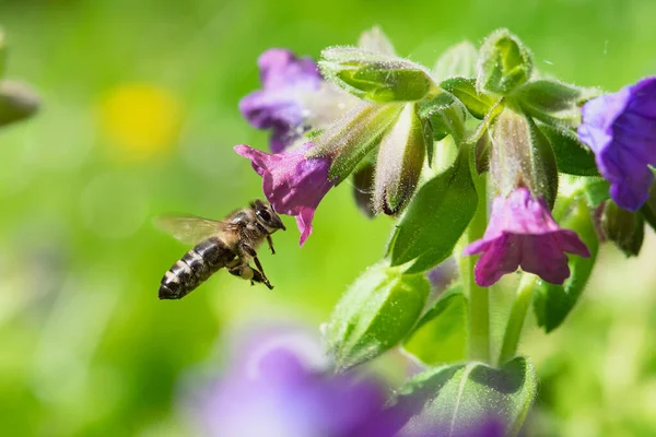 蜜蜂从紫色野花中采集花粉 — 图库照片