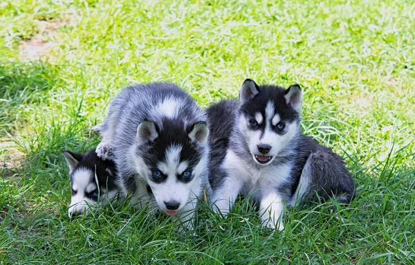 Bonito Filhote Cachorro Marinho Siberiano Grama — Fotografia de Stock