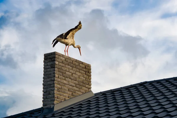 Stork Sit Chimney House — Stock Photo, Image