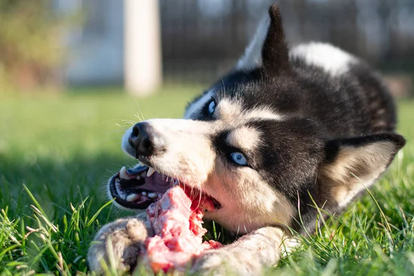 Husky dog eat bone on meadow. Close up
