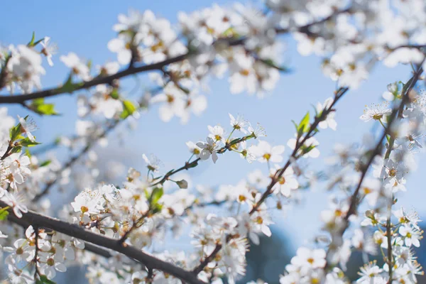 Cherry Blossoms Blue Sky — Stock Photo, Image