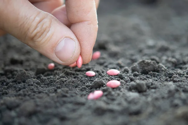 Hand Cucumber Seeds Ground — Stock Photo, Image