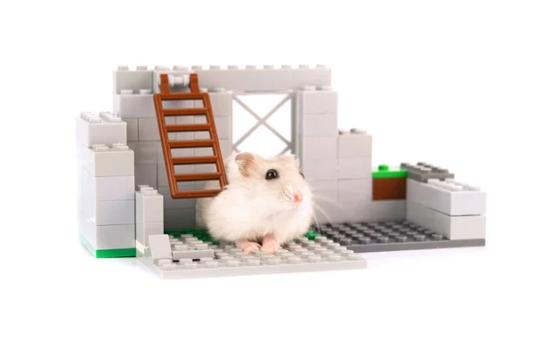 Hamster Schaut Aus Dem Fenster Auf Das Haus — Stockfoto