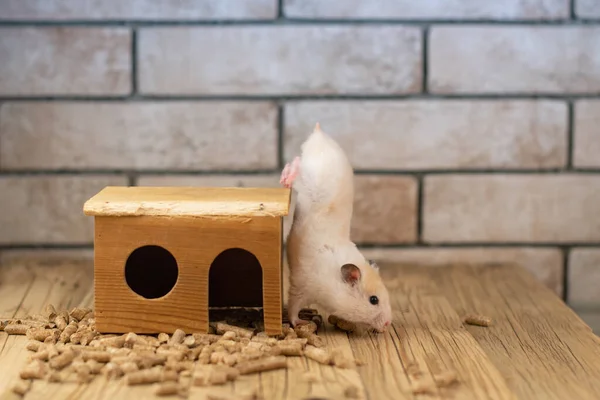 背砖上有木制房子的仓鼠 — 图库照片