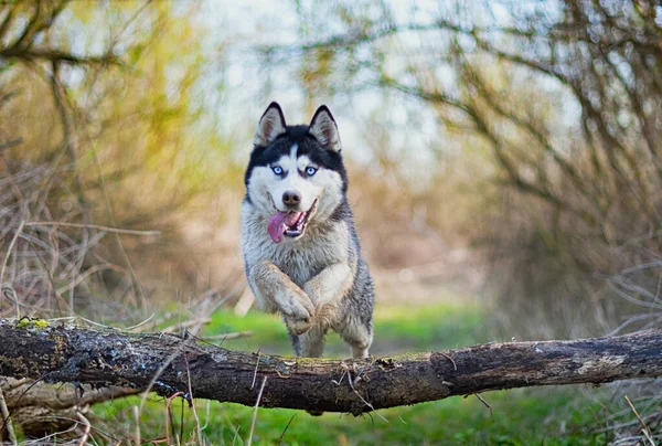 Husky Saltar Sobre Tronco Árbol Bosque —  Fotos de Stock